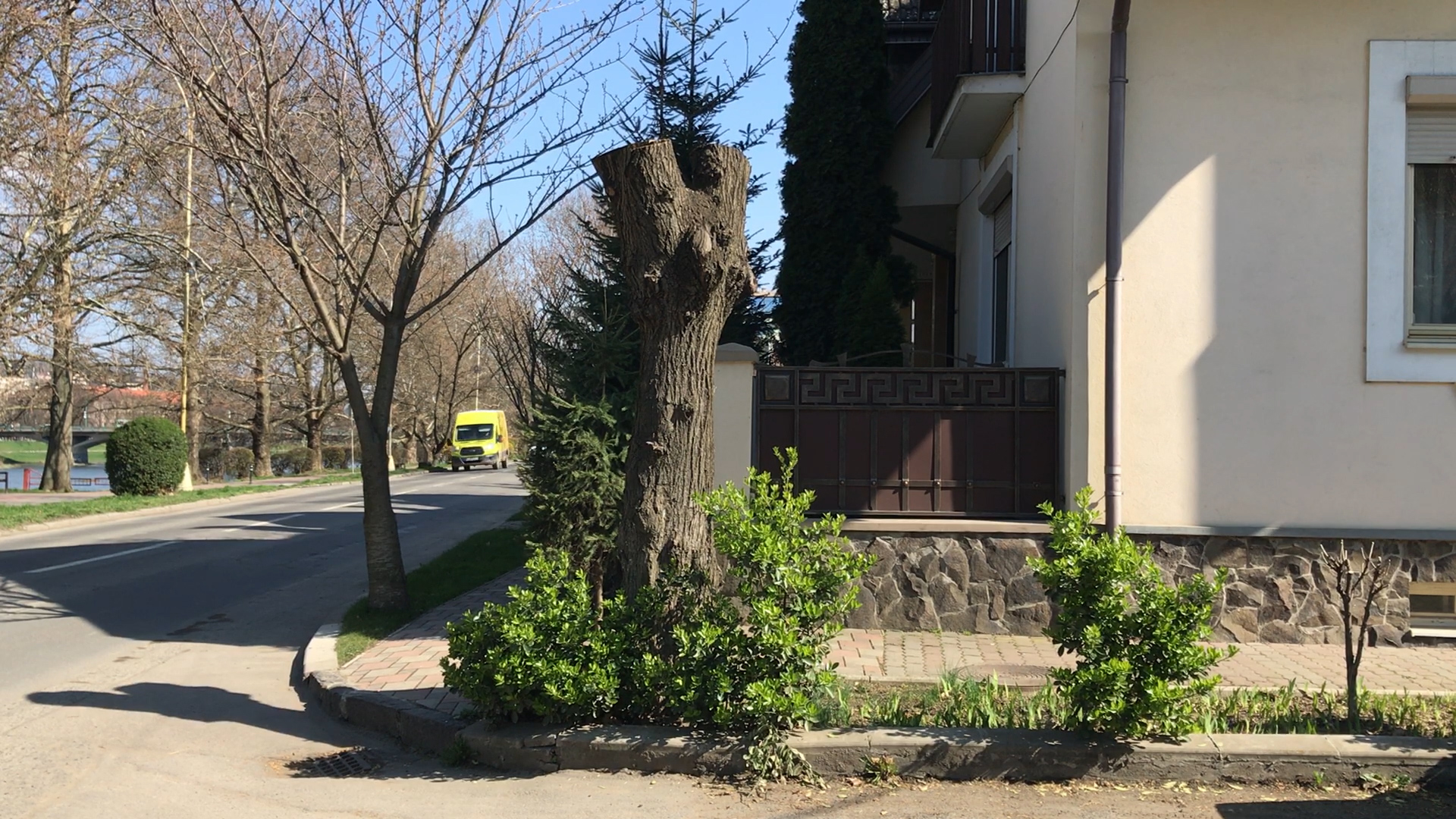 Фото дерев після планової обрізки на Слов'янській набережній м. Ужгорд